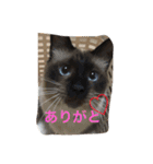 我が家のにゃんこ。（個別スタンプ：18）
