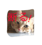 我が家のにゃんこ。（個別スタンプ：22）