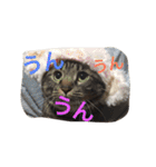我が家のにゃんこ。（個別スタンプ：26）