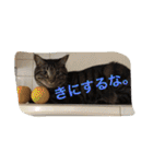 我が家のにゃんこ。（個別スタンプ：31）