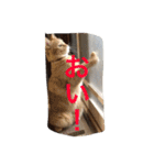 我が家のにゃんこ。（個別スタンプ：32）