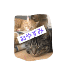我が家のにゃんこ。（個別スタンプ：37）