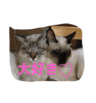 我が家のにゃんこ。（個別スタンプ：38）