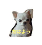 nijinohashinomomo（個別スタンプ：5）
