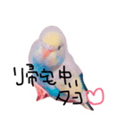 かわいいセキセイインコたち2♡（個別スタンプ：1）