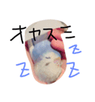 かわいいセキセイインコたち2♡（個別スタンプ：3）