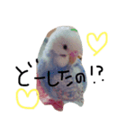 かわいいセキセイインコたち2♡（個別スタンプ：6）
