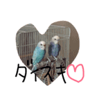 かわいいセキセイインコたち2♡（個別スタンプ：7）