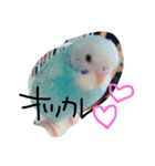 かわいいセキセイインコたち2♡（個別スタンプ：8）