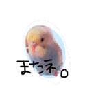 かわいいセキセイインコたち2♡（個別スタンプ：10）