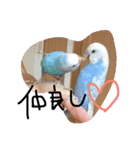 かわいいセキセイインコたち2♡（個別スタンプ：11）