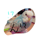 かわいいセキセイインコたち2♡（個別スタンプ：13）