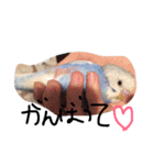 かわいいセキセイインコたち2♡（個別スタンプ：14）