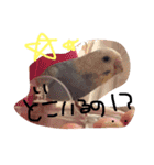 かわいいセキセイインコたち2♡（個別スタンプ：15）
