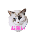 ウチの子達（個別スタンプ：1）