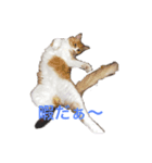 ウチの子達（個別スタンプ：6）