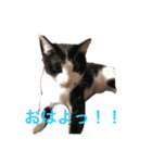 ウチの子達（個別スタンプ：7）