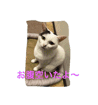 我が家のペット大好き！（個別スタンプ：6）