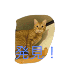 我が家のペット大好き！（個別スタンプ：10）