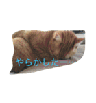 我が家のペット大好き！（個別スタンプ：11）