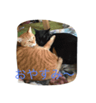 我が家のペット大好き！（個別スタンプ：13）