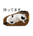 我が家のペット大好き！（個別スタンプ：14）