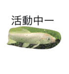 我が家のペット大好き！（個別スタンプ：15）