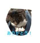 我が家のペット大好き！（個別スタンプ：16）