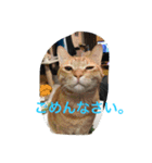 我が家のペット大好き！（個別スタンプ：17）
