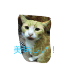 我が家のペット大好き！（個別スタンプ：19）