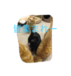 我が家のペット大好き！（個別スタンプ：22）