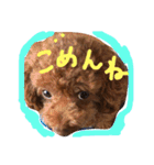 トイプードル そぼろ（個別スタンプ：2）