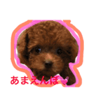 トイプードル そぼろ（個別スタンプ：9）