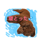 トイプードル そぼろ（個別スタンプ：14）