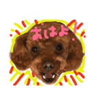 トイプードル そぼろ（個別スタンプ：15）