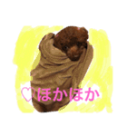 トイプードル そぼろ（個別スタンプ：21）
