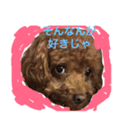 トイプードル そぼろ（個別スタンプ：22）