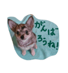チワワ☆ブルーマール（個別スタンプ：3）