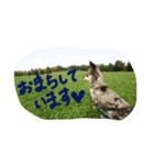 チワワ☆ブルーマール（個別スタンプ：5）