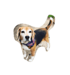 Beagleチョコ（個別スタンプ：1）