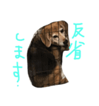 Beagleチョコ（個別スタンプ：2）