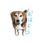 Beagleチョコ（個別スタンプ：3）