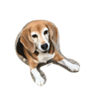 Beagleチョコ（個別スタンプ：5）