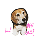 Beagleチョコ（個別スタンプ：6）