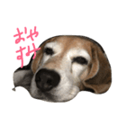 Beagleチョコ（個別スタンプ：7）