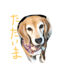 Beagleチョコ（個別スタンプ：8）