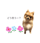 ポメラニアン★ティノ2（個別スタンプ：14）