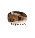ポメラニアン★ティノ2（個別スタンプ：15）
