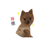 ポメラニアン★ティノ2（個別スタンプ：21）