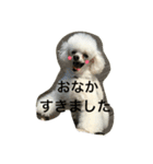 アガサ様の日常で使えるスタンプ（個別スタンプ：5）